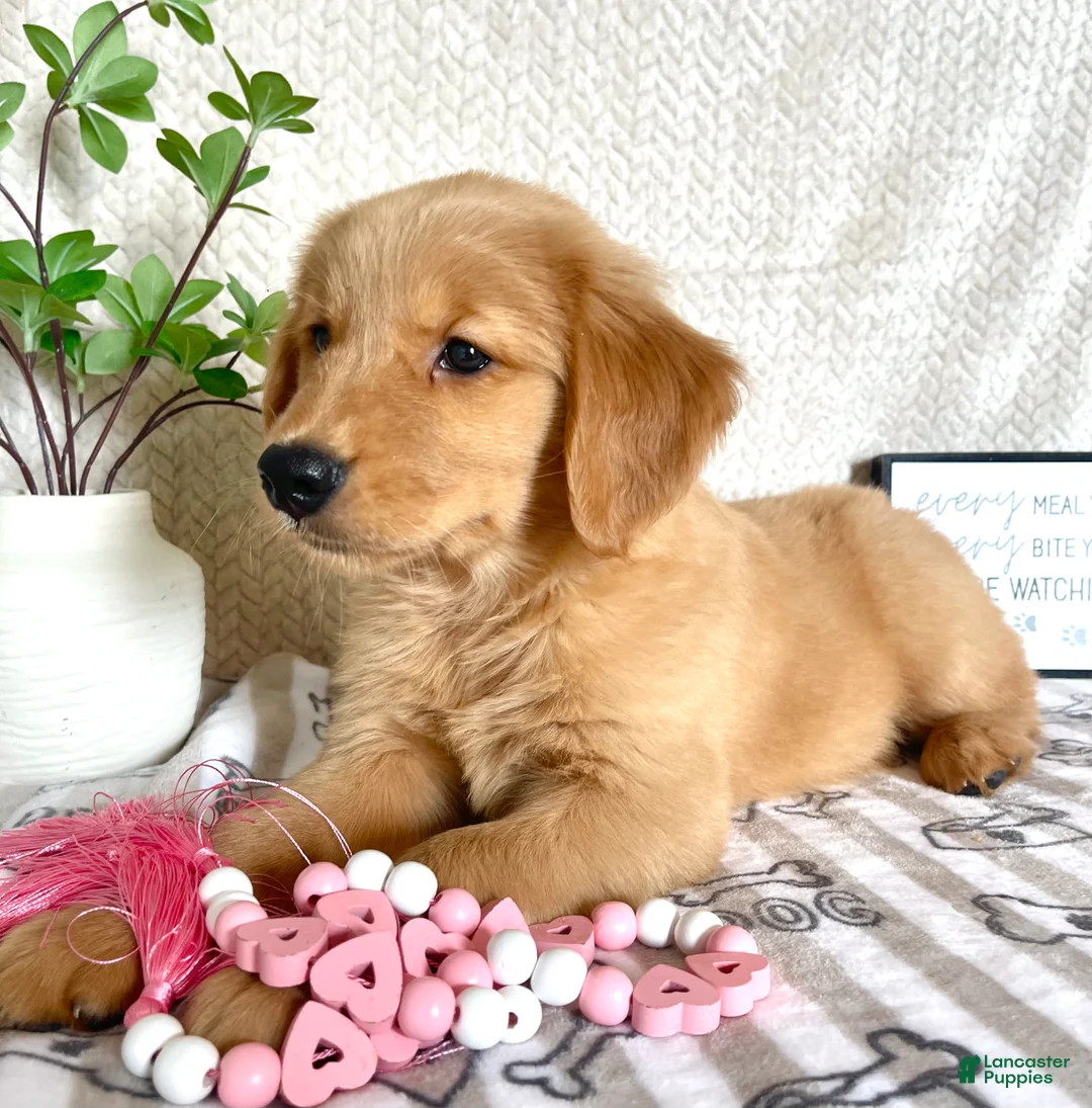 Golden Retriever dogs for sale: Gidget  - Ad 2