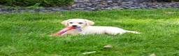 Labrador Retriever dogs for sale: Whitney  - Ad 6