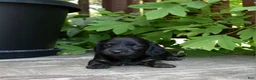 Miniature Dachshund dogs for sale: Abigail - Ad 4