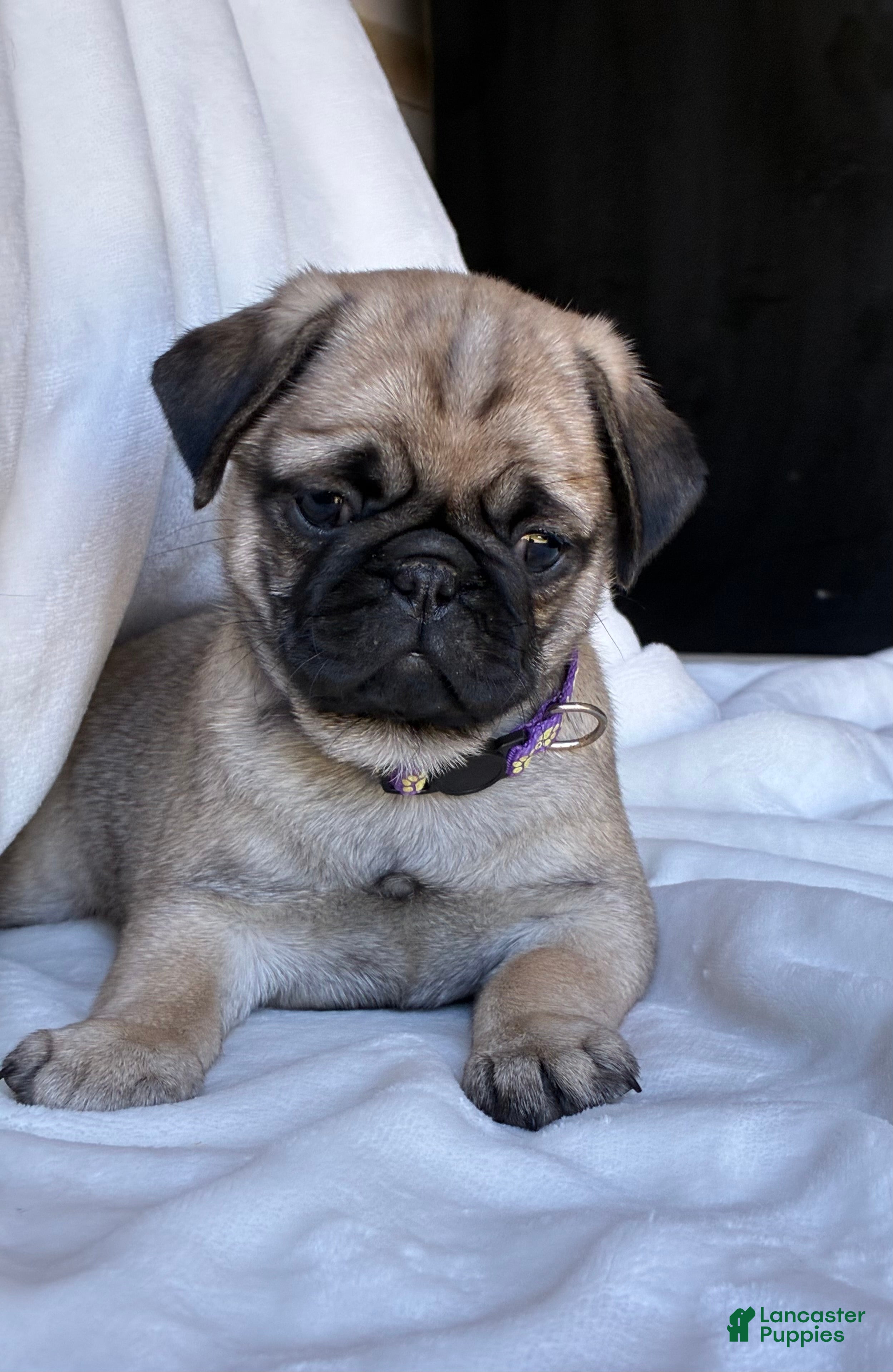 Pug dogs Remmy - Ad 1