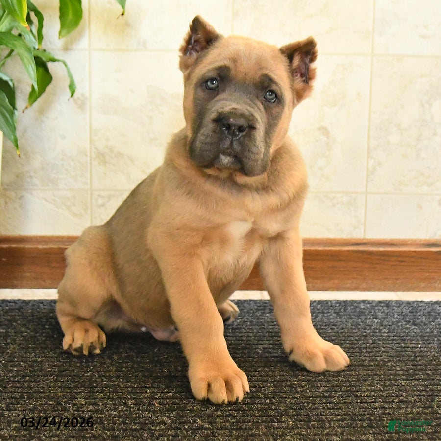 Cane Corso dogs Wrangler - Ad 1