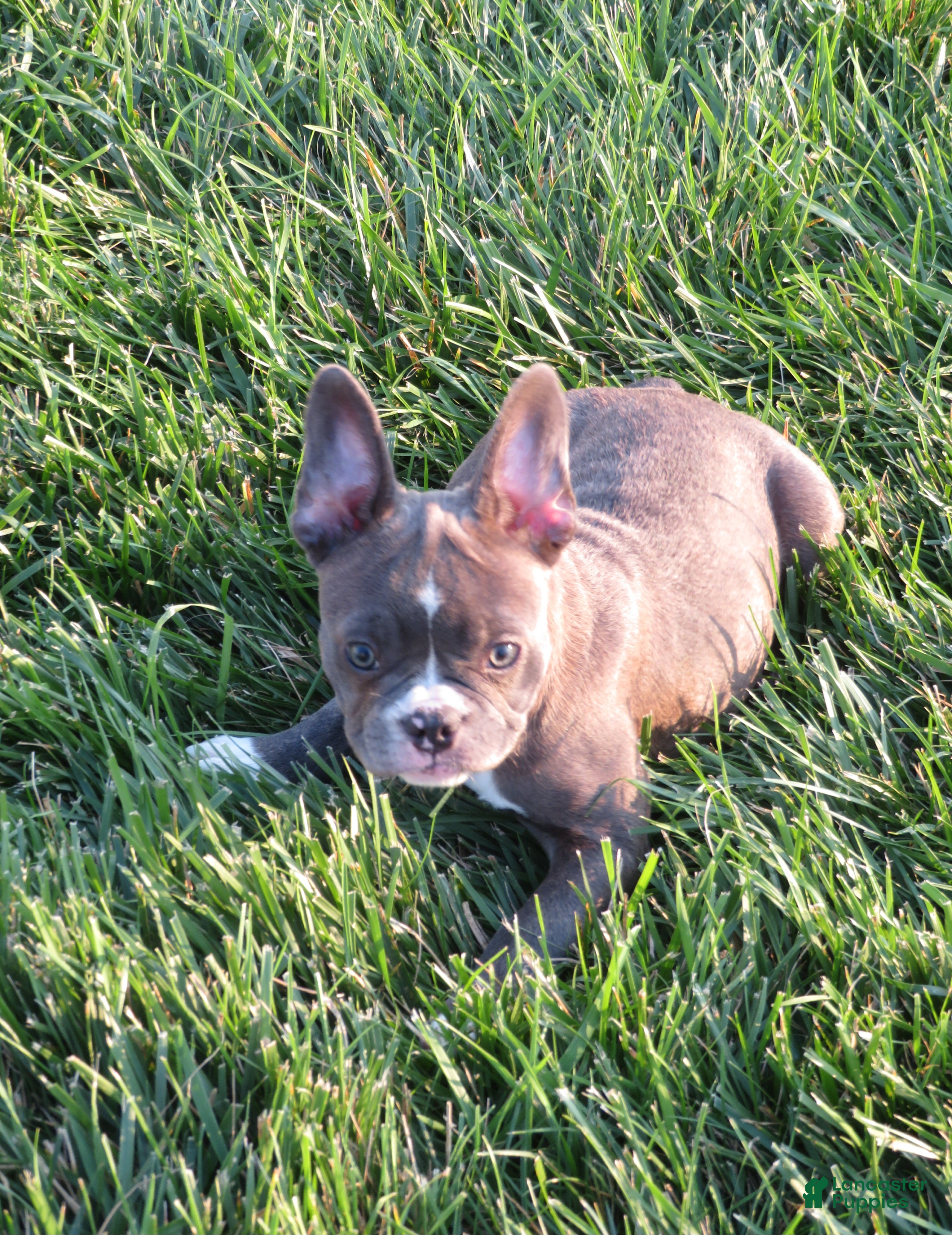 Frenchton dogs Tessa - Ad 1