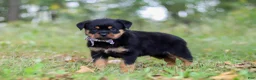 Rottweiler dogs for sale: Kobe - Ad 5