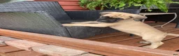 Cane Corso dogs for sale: Cane Corso 8 - Ad 5