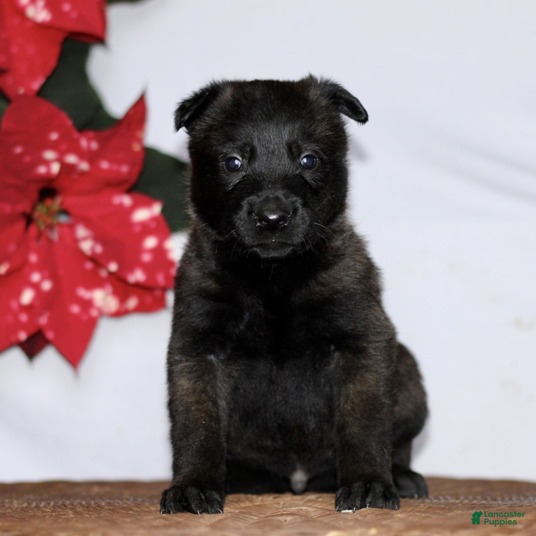 Belgian Malinois dogs for sale: Arlo  - Ad 1