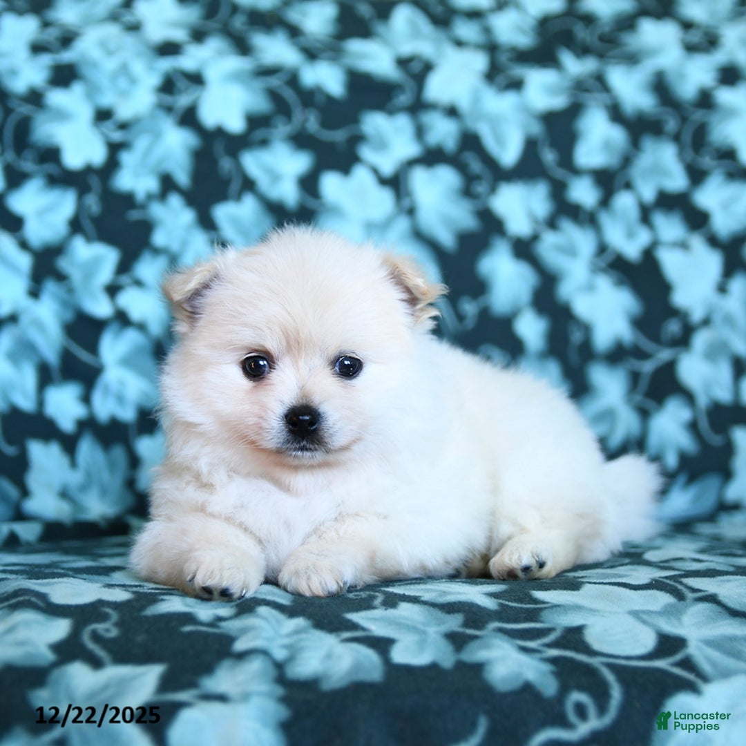 Pomeranian dogs for sale: Fluffy - Ad 3