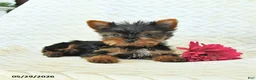 Yorkshire Terrier dogs for sale: John - Ad 3