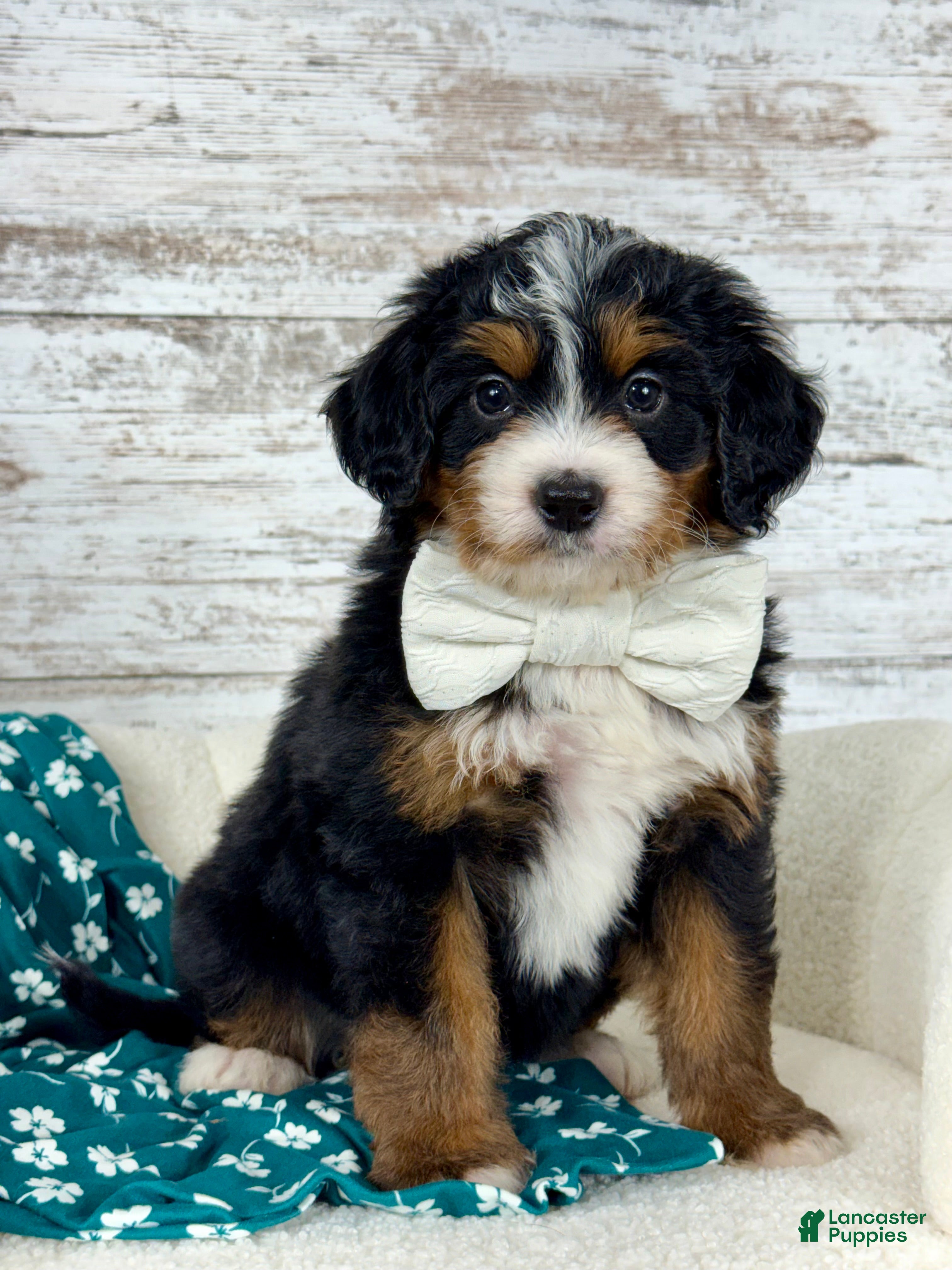 Mini Bernedoodle dogs 💖 Chloe - Ad 1