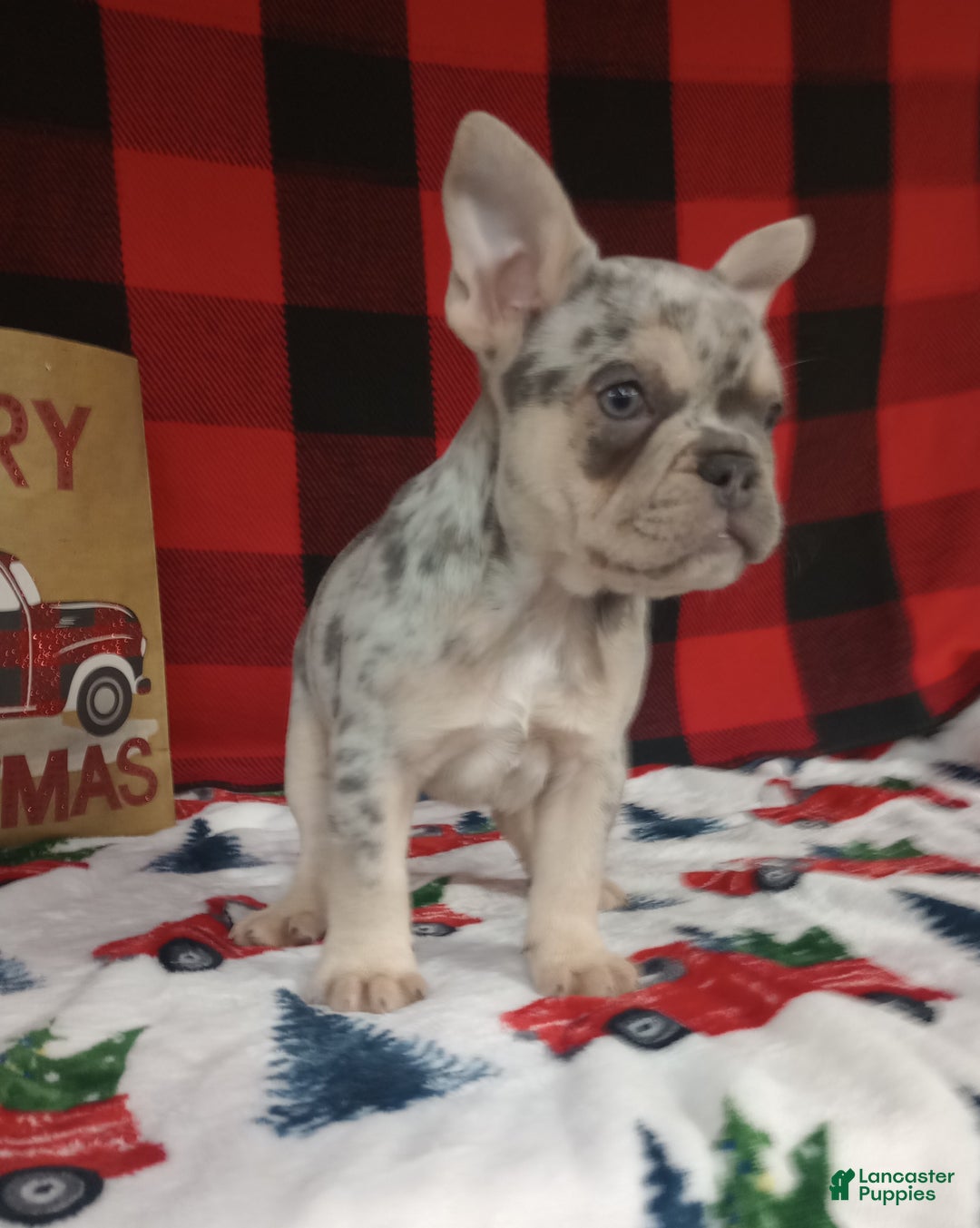 French Bulldog dogs for sale: Iris  - Ad 4