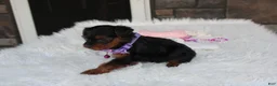 Yorkiepoo dogs for sale: Elsa  - Ad 11
