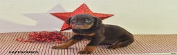Doberman Pinscher dogs for sale: Sparkle - Ad 2