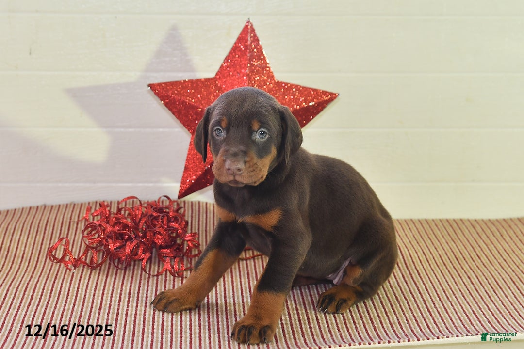 Doberman Pinscher dogs for sale: Sparkle - Ad 2