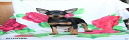 Miniature Pinscher dogs for sale: Emily - Ad 1