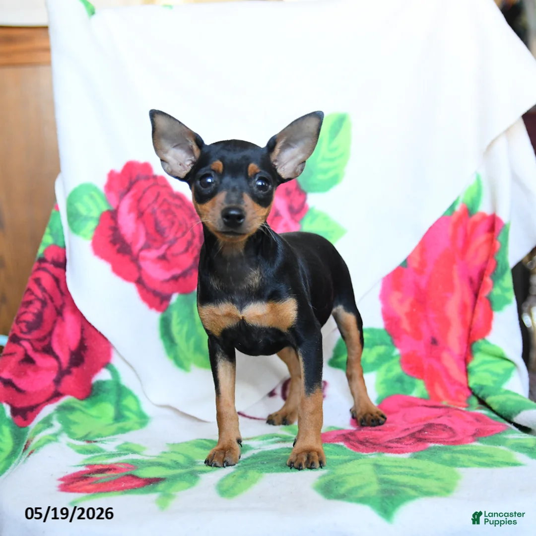 Miniature Pinscher dogs for sale: Emily - Ad 1