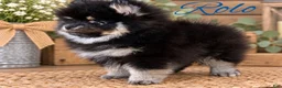 Pomeranian dogs for sale: Pomeranian 1 - Ad 6