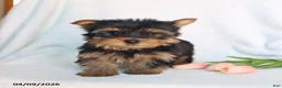 Yorkshire Terrier dogs for sale: Peanut  - Ad 3