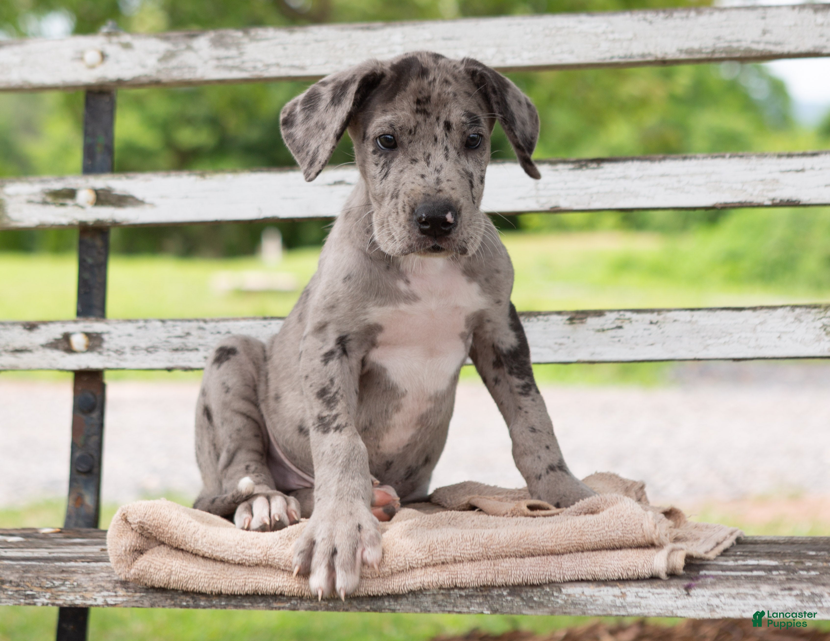 Great Dane dogs Gus - Ad 2