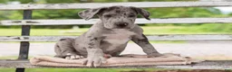 Great Dane dogs for sale: Gus - Ad 2