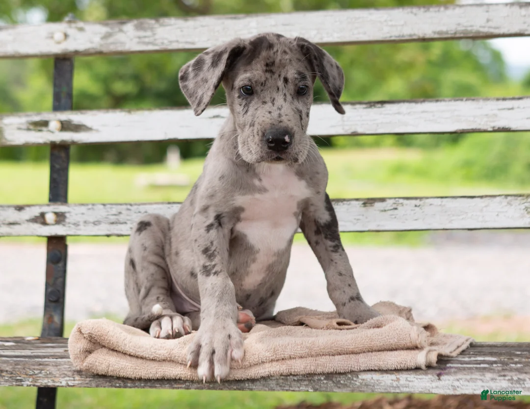 Great Dane dogs for sale: Gus - Ad 2