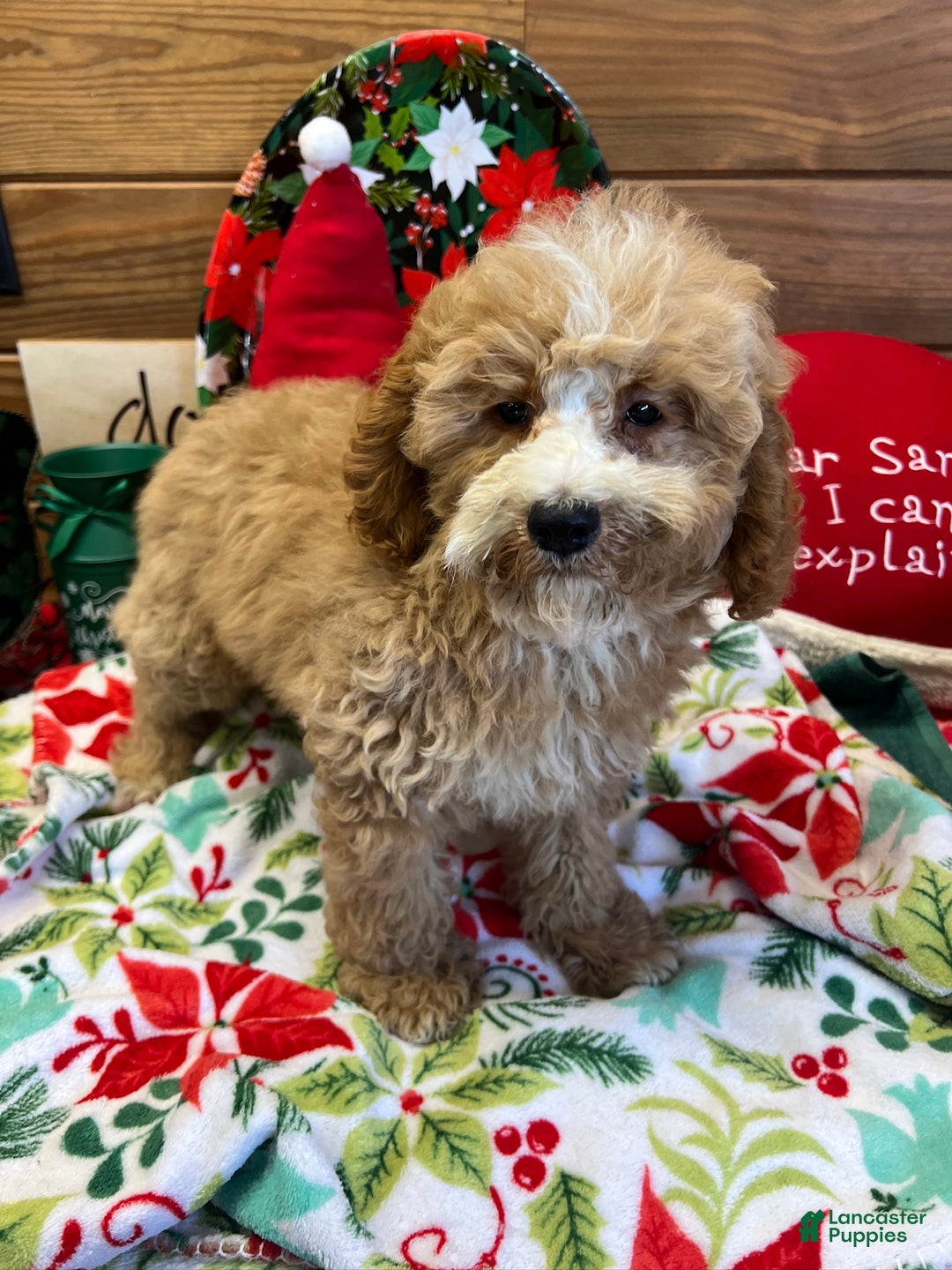 Mini Goldendoodle dogs for sale: Jingles - Ad 1