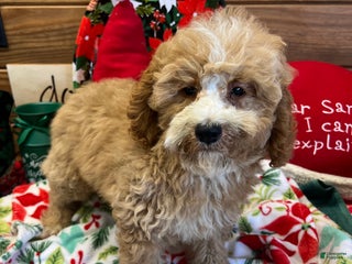 Mini Goldendoodle dogs Jingles - Ad 3