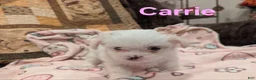 Malshi dogs for sale: Carrie - Ad 1