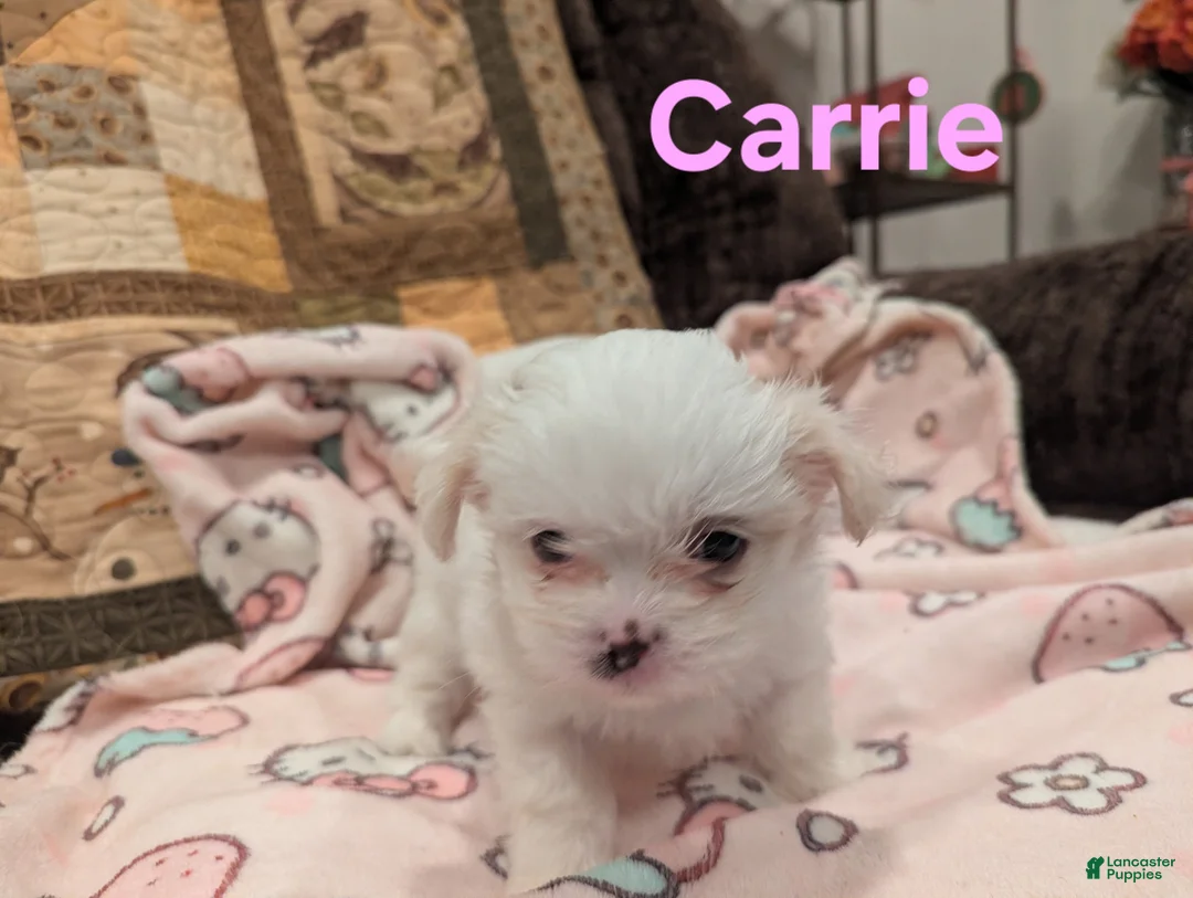 Malshi dogs for sale: Carrie - Ad 1
