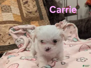 Malshi dogs Carrie - Ad 5