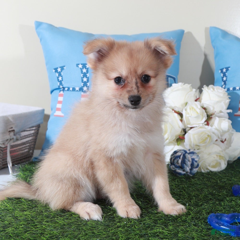 Pomeranian dogs Marty-Spunky Little ACA Pomeranian Puppy - Ad 2