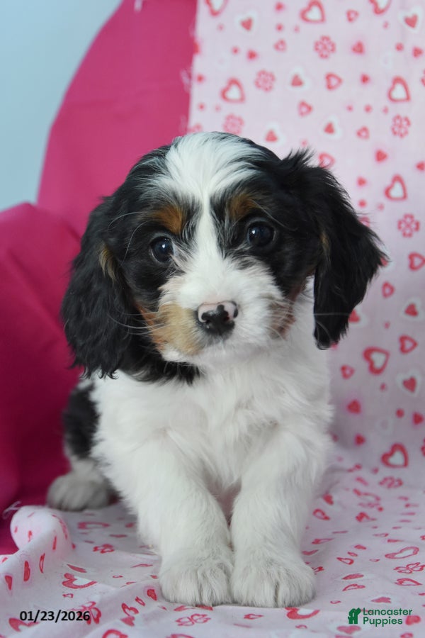 Cavapoo dogs Raelene - Ad 21