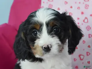 Cavapoo dogs Raelene - Ad 40