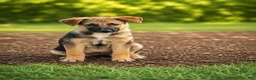 German Shepherd dogs for sale: Shasta $125 - Ad 1