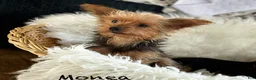 Morkie dogs for sale: Prince  - Ad 22