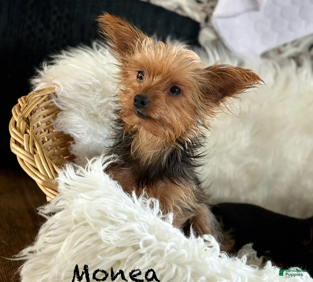 Morkie dogs for sale: Prince  - Ad 22