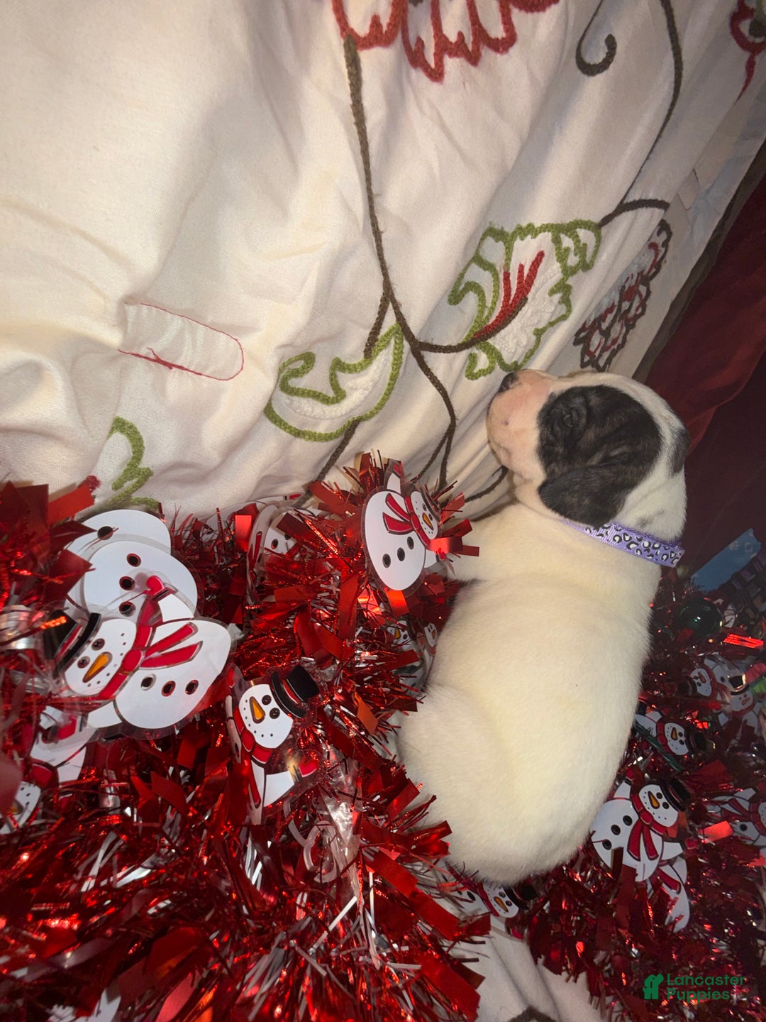 Great Dane dogs for sale: Vicky - Ad 5