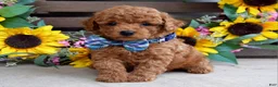 Mixed Breed dogs for sale: Peter - Ad 5