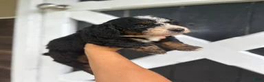 Bruno 