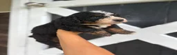 Mini Bernedoodle dogs for sale: Bruno  - Ad 4