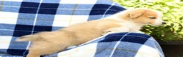 Welsh Corgi Pembroke dogs for sale: Forest - Ad 7