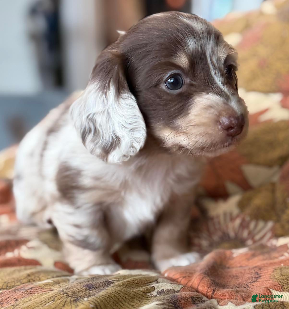 Miniature Dachshund dogs Miniature Dachshund Puppy 7 - Ad 13