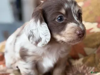 Miniature Dachshund dogs Miniature Dachshund Puppy 7 - Ad 15