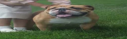 English Bulldog dogs for sale: Griffin - Ad 3