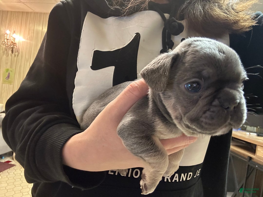 French Bulldog dogs for sale: Boss - Ad 4