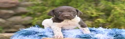 German Shorthaired Pointer dogs for sale: Bingo - Ad 4