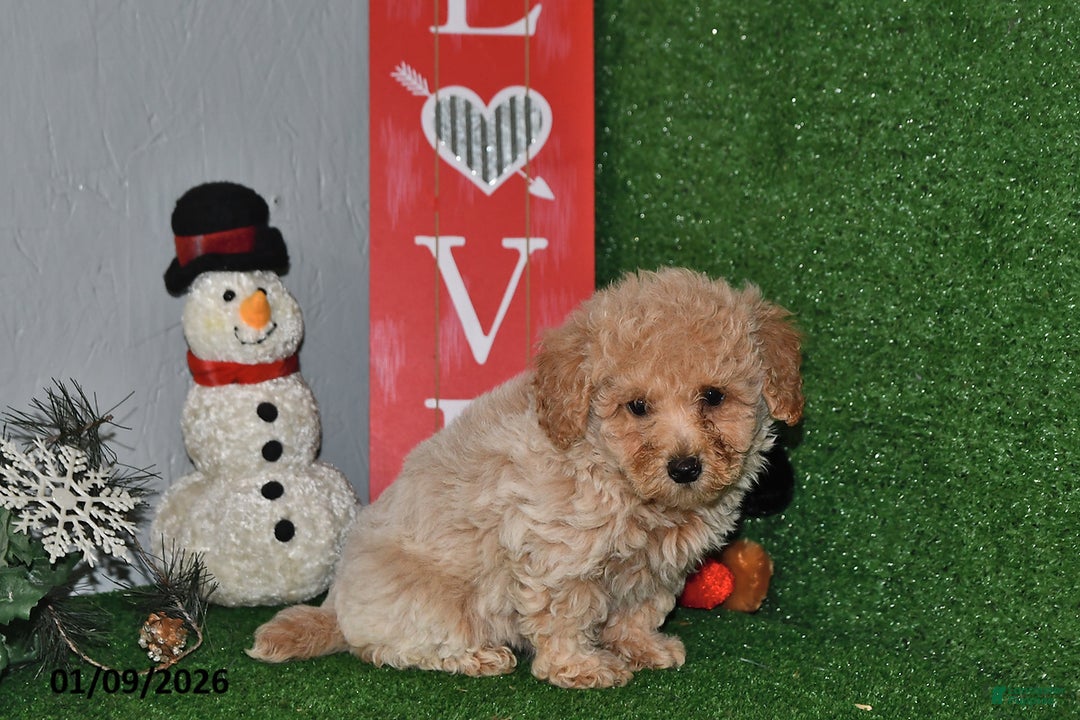 Bichpoo dogs for sale: Sparky - Ad 2