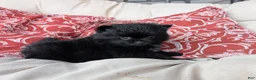 Pomeranian dogs for sale:  2 - Ad 3