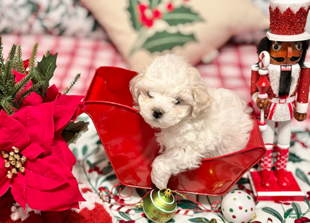 Bichon Frise dogs for sale: Paul - Ad 3