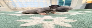 Ocean