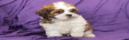 Shihpoo dogs for sale: Scout - Ad 6