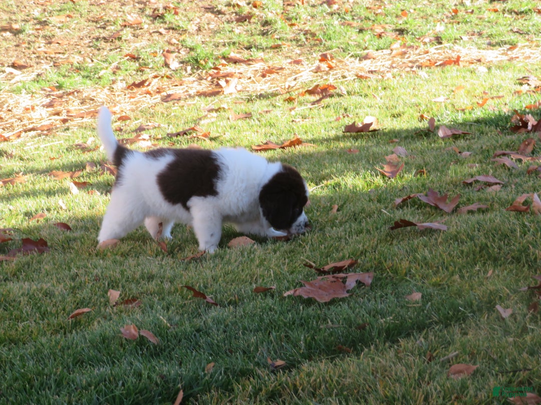 Newfoundland dogs for sale: Monty - Ad 10